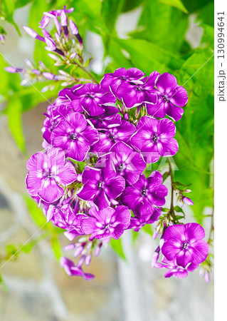 lilac phlox bush in sunlight close-up, garden flowers lilac phlox bush in sunlight close-up, garden flowers 130994641