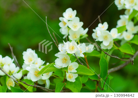 white flowers of an apple tree close-up on a blurred background white flowers of an apple tree close-up on a blurred background 130994642