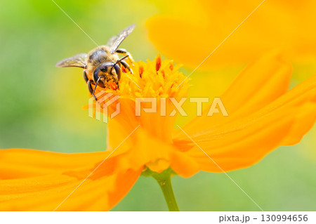 花の蜜を吸うセイヨウミツバチ 130994656