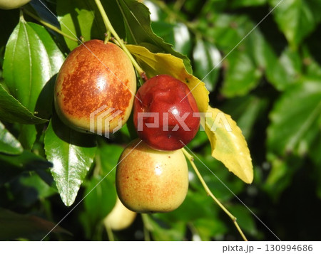 夏に熟してきた「ナツメ」の実 130994686