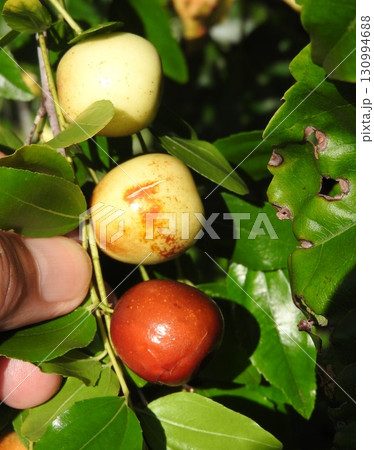 夏に熟してきた「ナツメ」の実 130994688