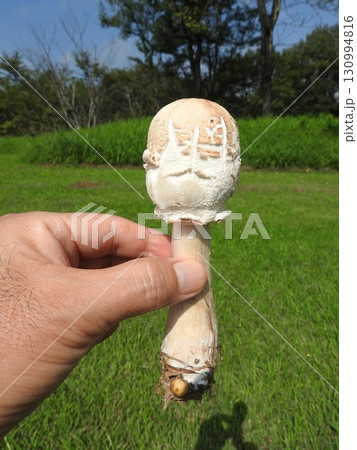 毒キノコの一種「オオシロカラカサタケ」の幼菌状態 130994816