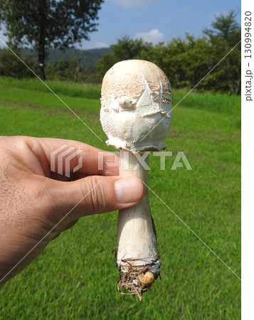 毒キノコの一種「オオシロカラカサタケ」の幼菌状態 130994820