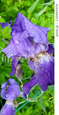 Iris germanica bloom with violet petals covered in raindrops, photographed close-up in garden light, showing water texture and details of bearded iris flower structure. Iris germanica bloom with violet petals covered in raindrops, photographed close-up in garden light, showing water texture and details of bearded iris flower structure. 130995054