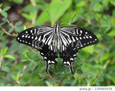 ヤハズソウで休む「ナミアゲハ」 130995059