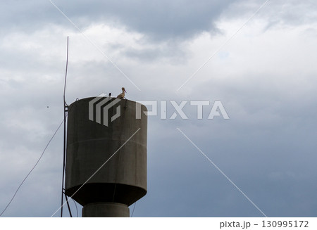 Water tower with a stork against the background of a gray gloomy sky 130995172