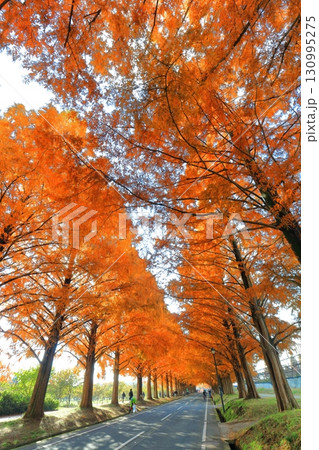 【滋賀県】マキノピックランドのメタセコイア並木の紅葉 【滋賀県】マキノピックランドのメタセコイア並木の紅葉 130995275