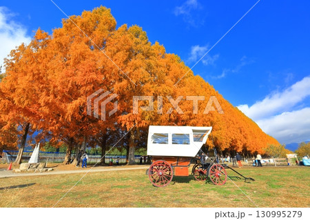 【滋賀県】マキノピックランドのメタセコイア並木の紅葉 130995279