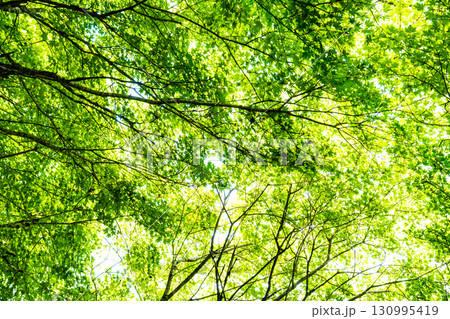 【日本百名山】剣山　真夏の登山道から見上げたモミジの青葉2　徳島県三好市 130995419