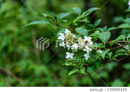 【日本百名山】剣山 真夏の登山道脇に咲くノリウツギ2 徳島県美馬市 【日本百名山】剣山 真夏の登山道脇に咲くノリウツギ2 徳島県美馬市 130995430