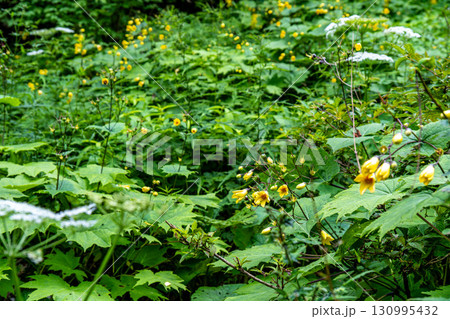 【日本百名山】剣山　キレンゲショウマの群落2　徳島県美馬市 130995432