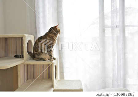 ねこのいる窓際の風景 130995865