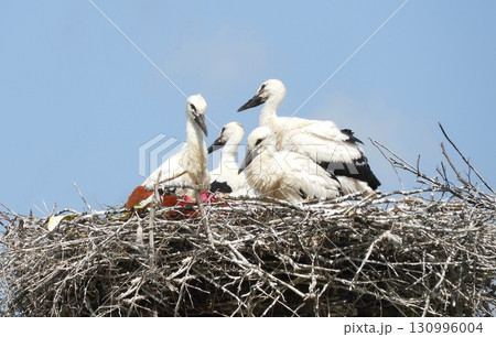 Group of young storks perched in a large nest Group of young storks perched in a large nest 130996004