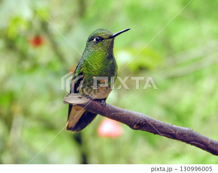 green hummingbird perched on a branch green hummingbird perched on a branch 130996005