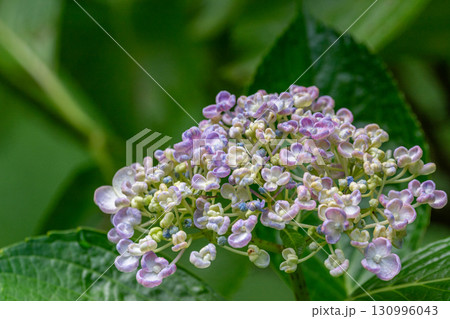 咲きかけの紫陽花 130996043