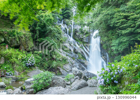 6月の見帰りの滝と紫陽花 130996044