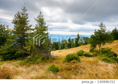 fir trees on a meadow down the hill to coniferous forest in mountains of ukraine. carpathian landscape under overcast sky in early autumn fir trees on a meadow down the hill to coniferous forest in mountains of ukraine. carpathian landscape under overcast sky in early autumn 130996152