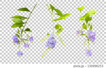 Duranta flower cutout (transparent background) Duranta flower cutout (transparent background) 130996253