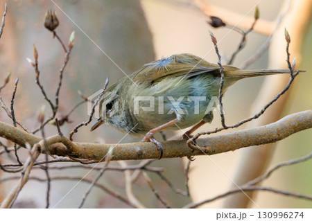 ホーホケッキョとお馴染みの声はすれども姿を見せない春告げ鳥 ウグイス ホーホケッキョとお馴染みの声はすれども姿を見せない春告げ鳥 ウグイス 130996274
