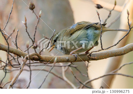 ホーホケッキョとお馴染みの声はすれども姿を見せない春告げ鳥 ウグイス ホーホケッキョとお馴染みの声はすれども姿を見せない春告げ鳥 ウグイス 130996275
