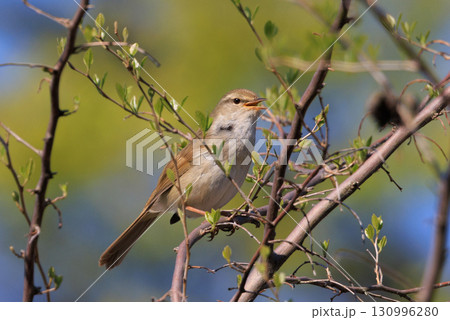 ホーホケッキョとお馴染みの声はすれども姿を見せない春告げ鳥 ウグイス 130996280