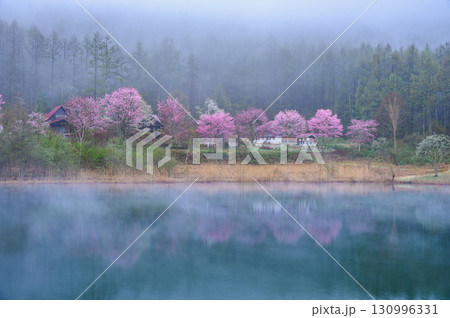 【中牧湖】朝霧と山桜【聖高原】 130996331