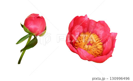 Set of beautiful coral peony flower and bud isolated on white background Set of beautiful coral peony flower and bud isolated on white background 130996496