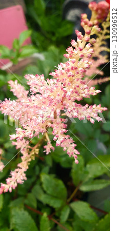 Astilbe flower with delicate pink plumes made of tiny blossoms, photographed in garden with green leaves, showing airy structure and ornamental beauty of perennial plant. 130996512