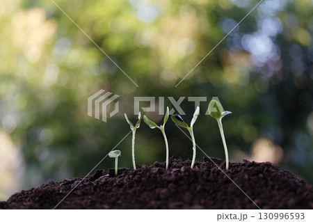Delicate sunflower sprouts glowing under the sun 130996593