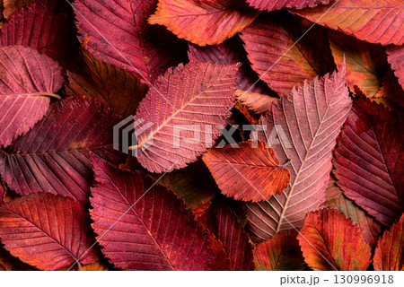 Autumn red elm leaves as background Autumn red elm leaves as background 130996918