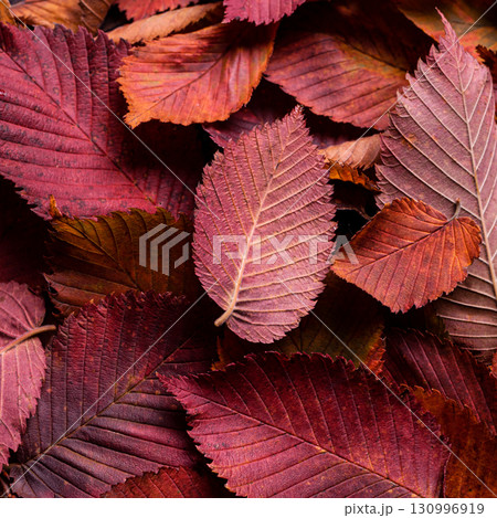 Autumn red elm leaves as background Autumn red elm leaves as background 130996919