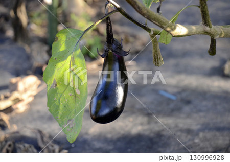 畑の茄子 130996928