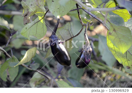 畑の茄子 畑の茄子 130996929