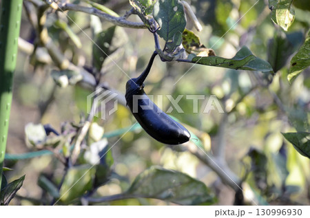 畑の茄子 畑の茄子 130996930