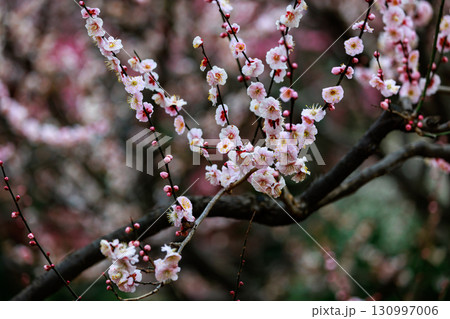 春を告げる花　ウメ 130997006
