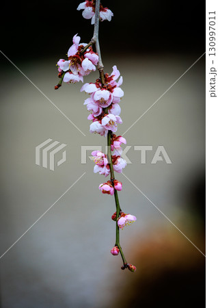 春を告げる花 ウメ 春を告げる花 ウメ 130997011