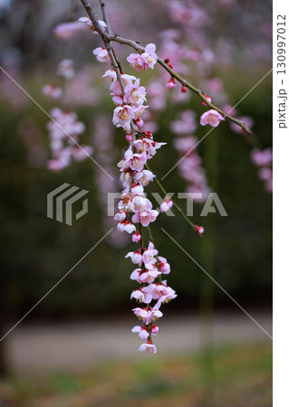 春を告げる花　ウメ 130997012