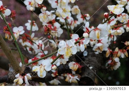 春を告げる花　ウメ 130997013