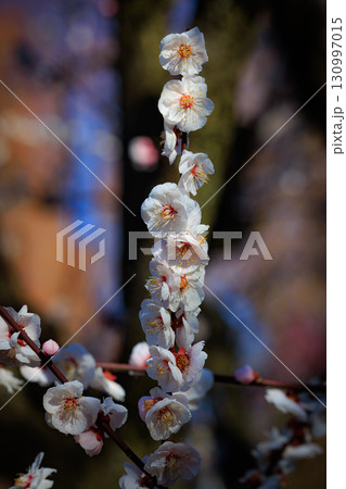 春を告げる花　ウメ 130997015