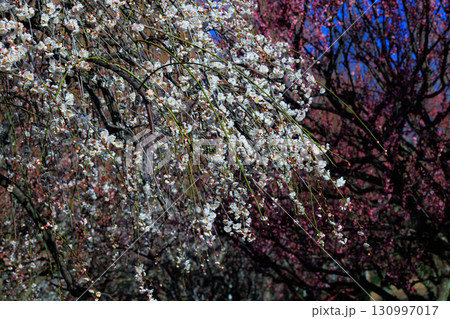 春を告げる花 ウメ 春を告げる花 ウメ 130997017