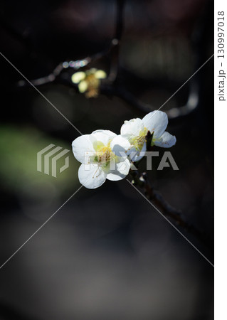 春を告げる花 ウメ 春を告げる花 ウメ 130997018