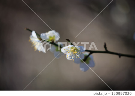 春を告げる花　ウメ 130997020