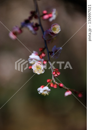 春を告げる花　ウメ 130997021