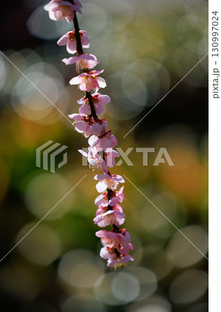 春を告げる花　ウメ 130997024