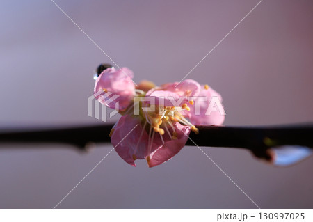 春を告げる花　ウメ 130997025