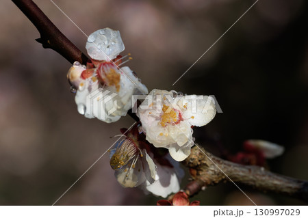 春を告げる花　ウメ 130997029