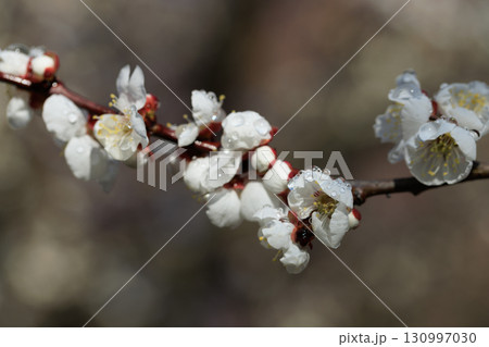 春を告げる花　ウメ 130997030