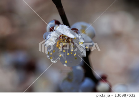 春を告げる花 ウメ 春を告げる花 ウメ 130997032