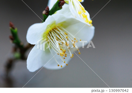春を告げる花 ウメ 春を告げる花 ウメ 130997042