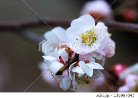 春を告げる花　ウメ 130997043